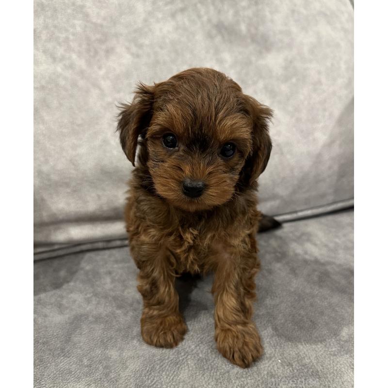 販売中の三重県のミックス犬-434267の3枚目