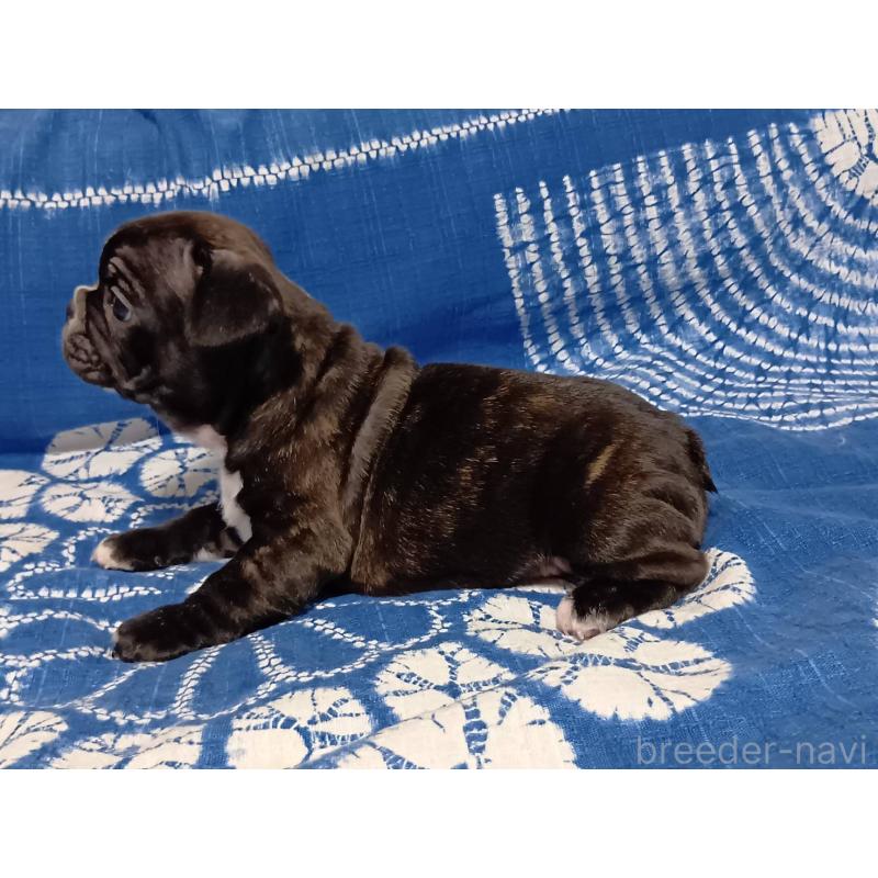 販売中の佐賀県のフレンチブルドッグ-434270の3枚目