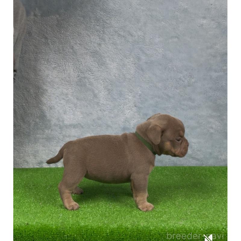 販売中の愛知県のエキゾチックブリー-434271の2枚目