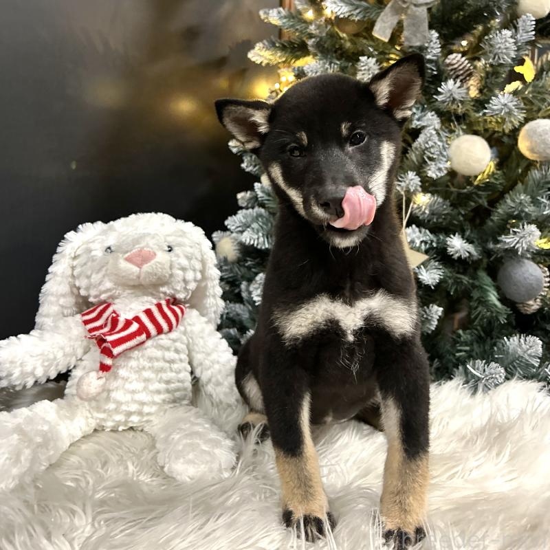 販売中の栃木県の柴犬-427579の5枚目