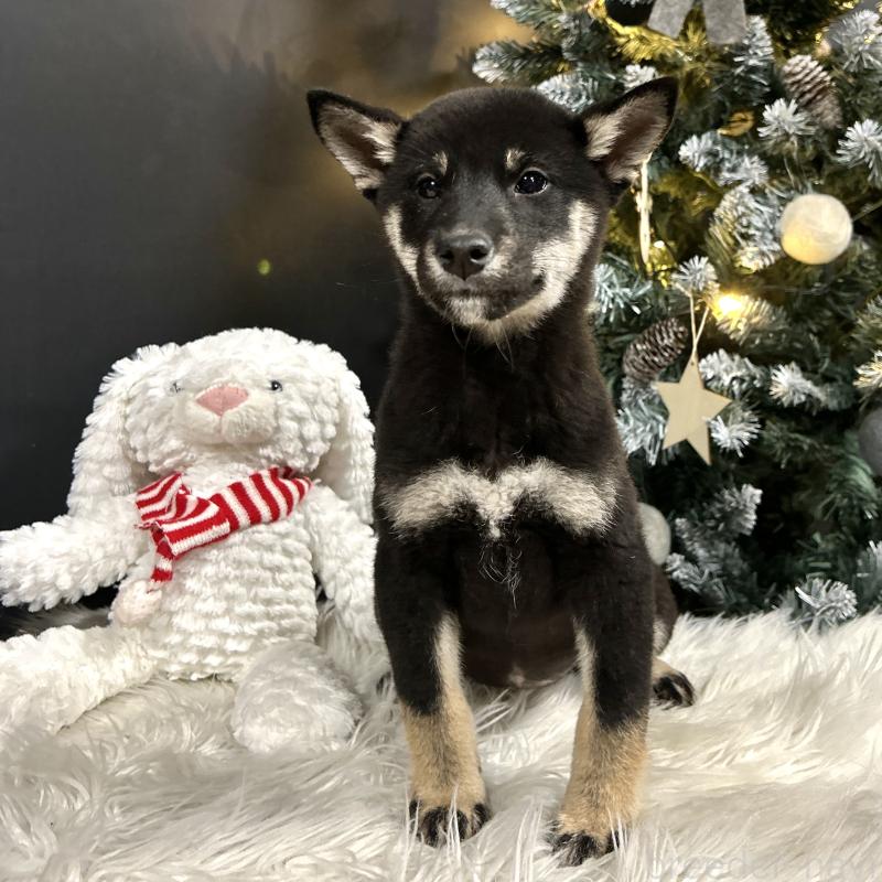 販売中の栃木県の柴犬-427579の4枚目