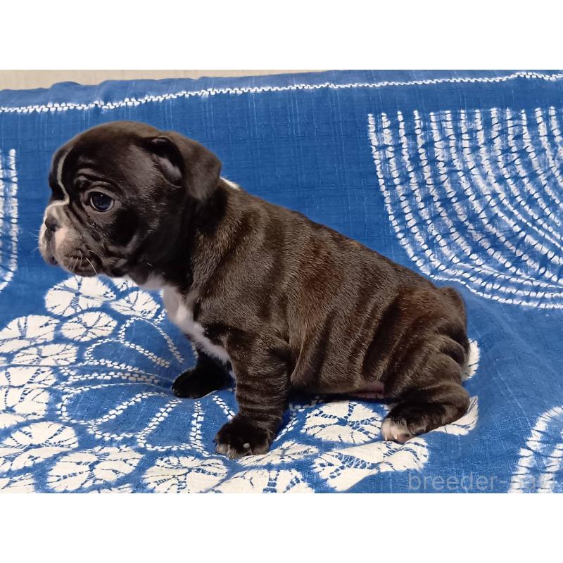 販売中の佐賀県のフレンチブルドッグ-434276の3枚目