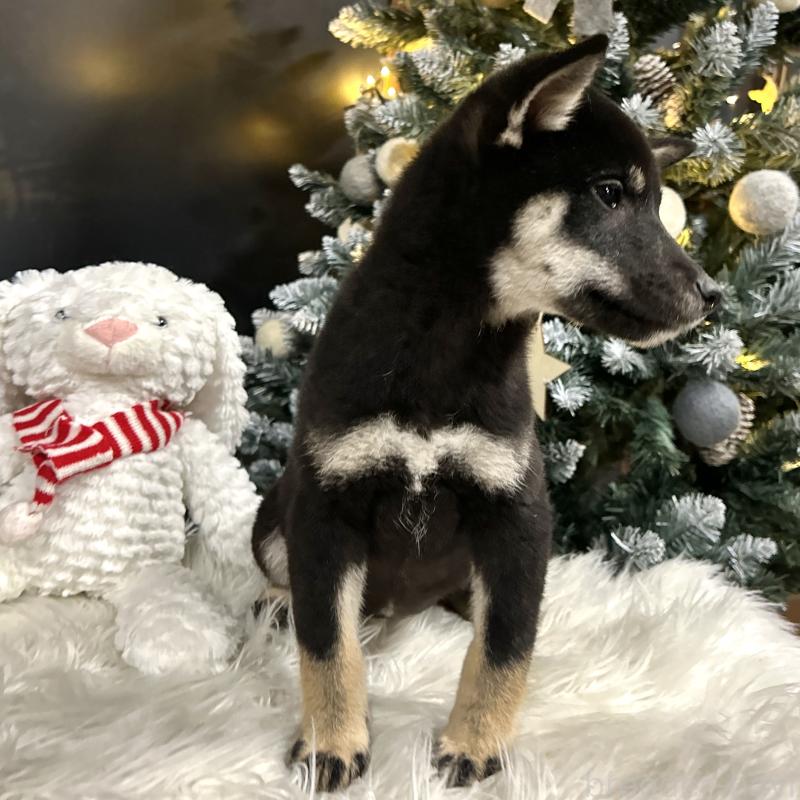 販売中の栃木県の柴犬-427579の3枚目