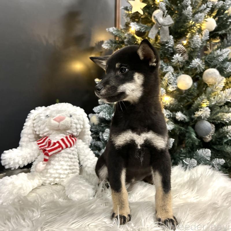 販売中の栃木県の柴犬-427579の2枚目