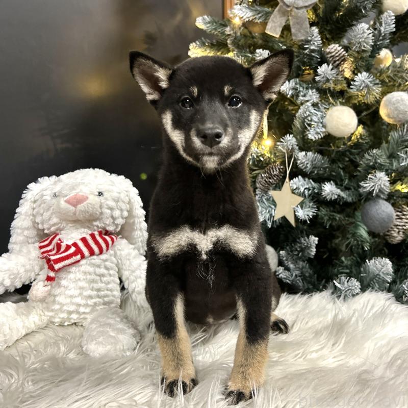 販売中の栃木県の柴犬-427579