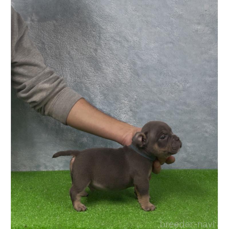 商談中の愛知県のエキゾチックブリー-434274の3枚目