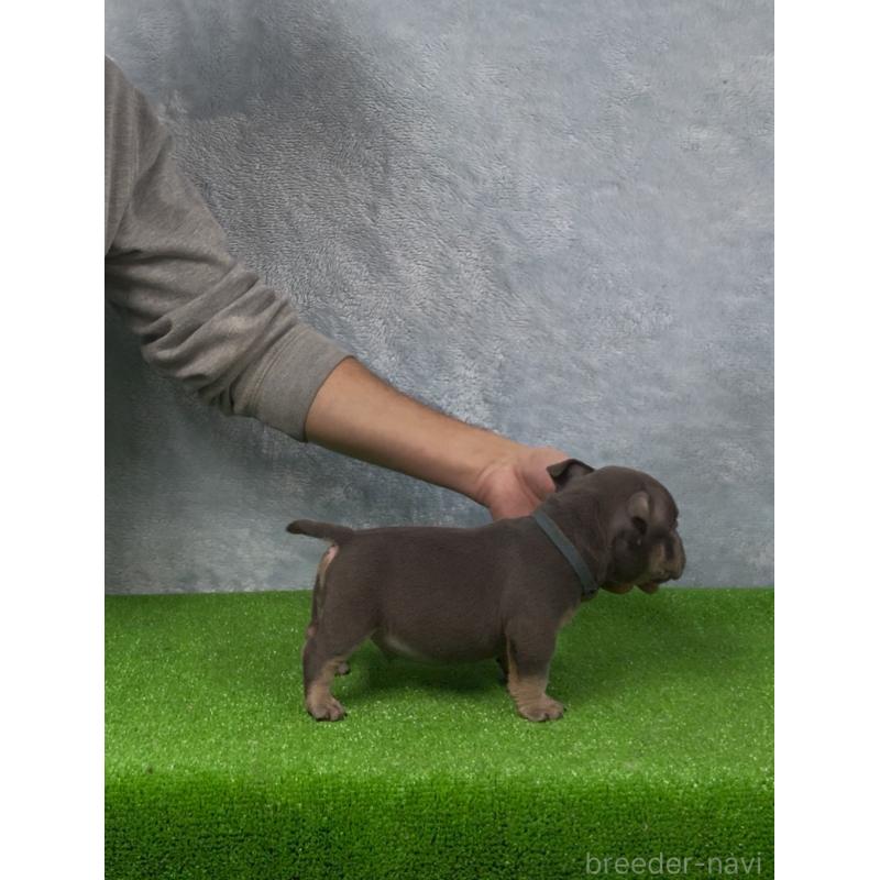 商談中の愛知県のエキゾチックブリー-434274の2枚目