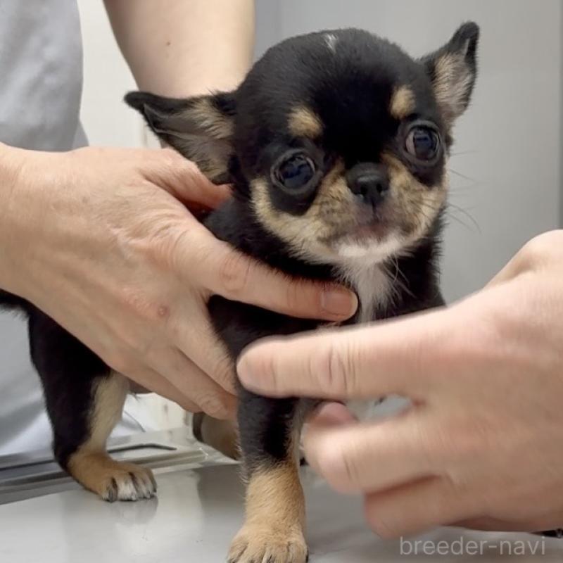 販売中の東京都のチワワ(スムースコート)-429902