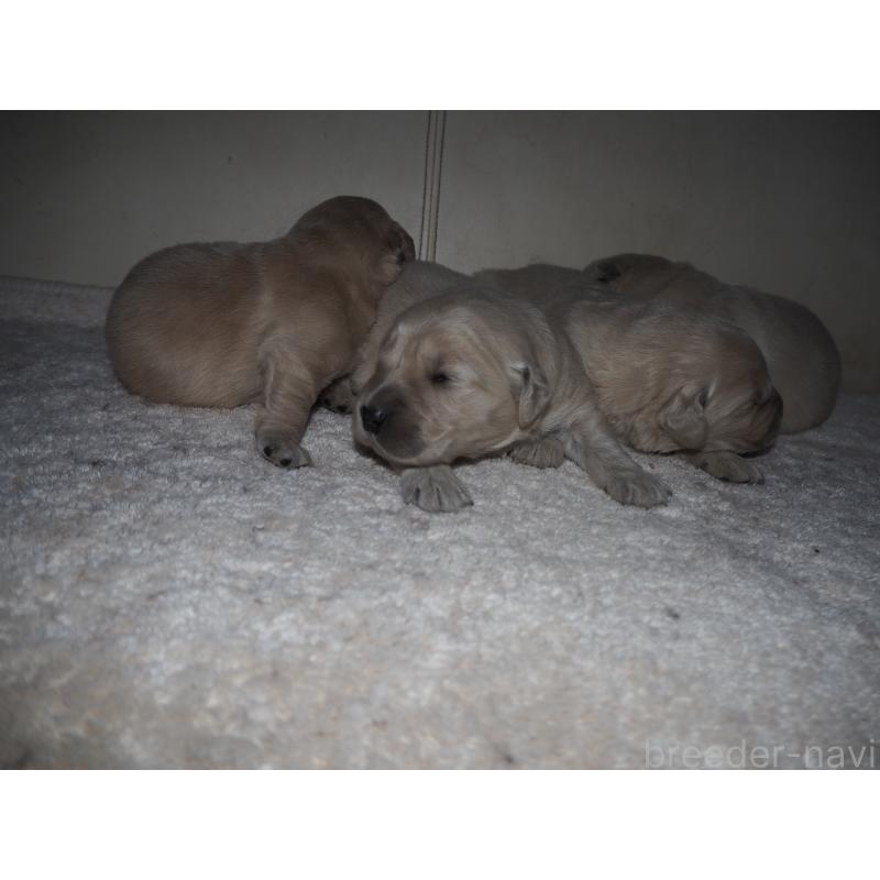 商談中の山梨県のゴールデンレトリーバー-431953の30枚目