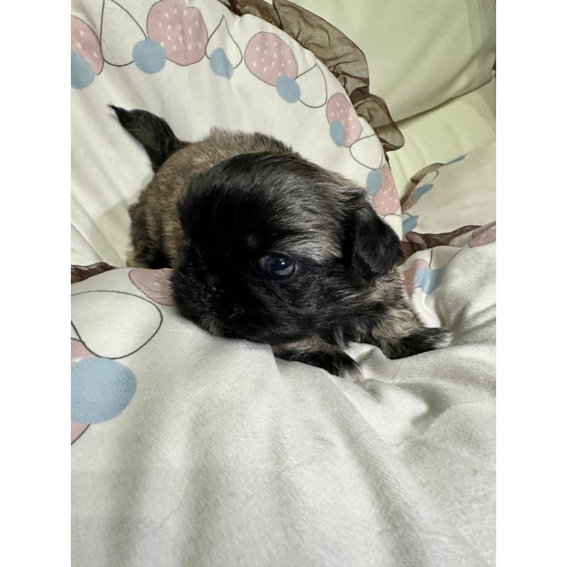 販売中の岡山県のペキニーズ-434277の14枚目