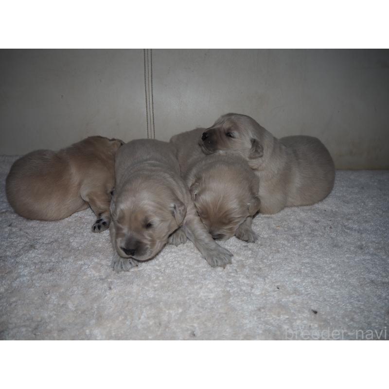 商談中の山梨県のゴールデンレトリーバー-431953の29枚目