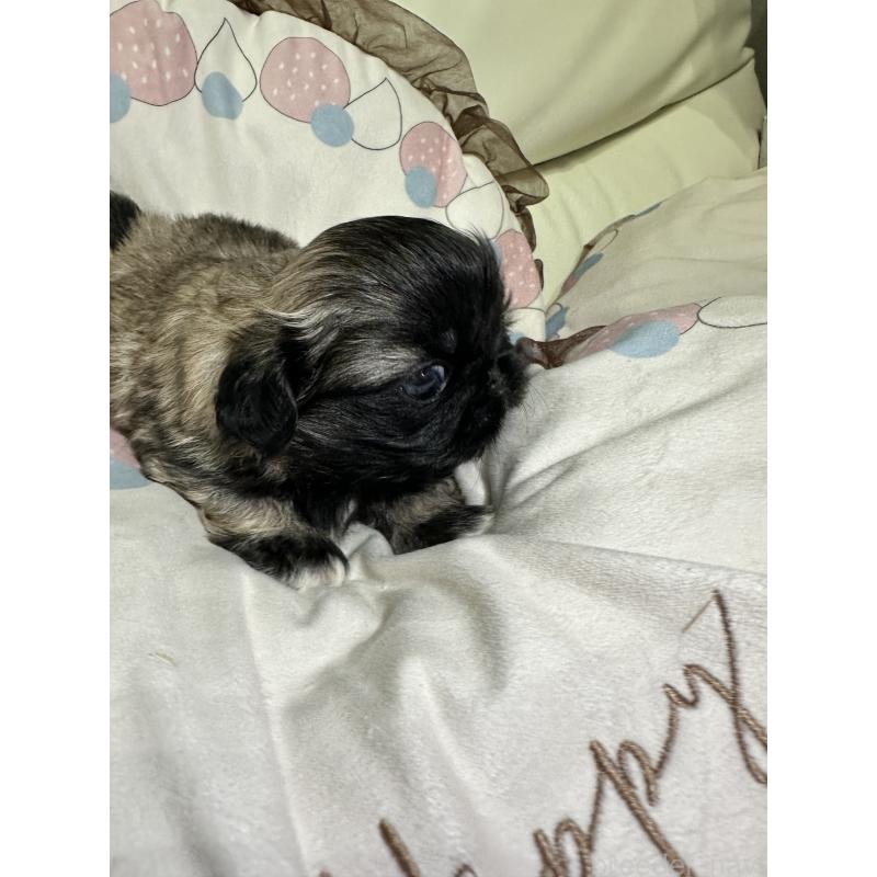 販売中の岡山県のペキニーズ-434277の13枚目