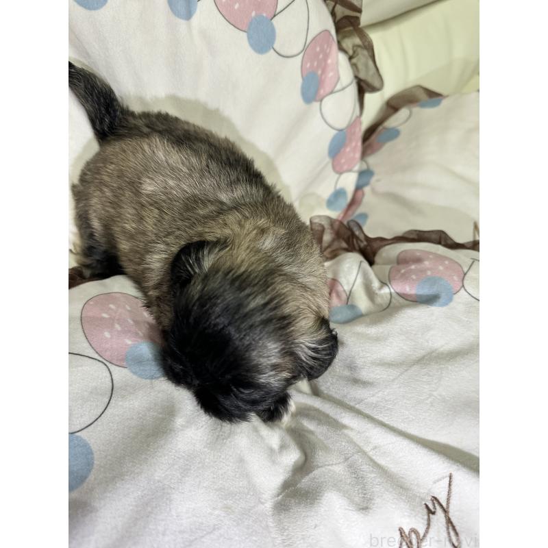 販売中の岡山県のペキニーズ-434277の11枚目