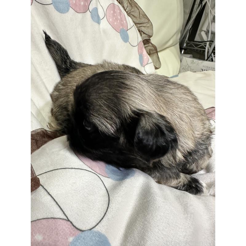 販売中の岡山県のペキニーズ-434277の10枚目