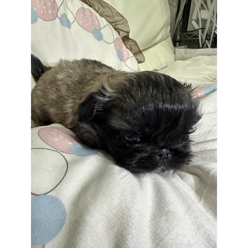 販売中の岡山県のペキニーズ-434277の9枚目