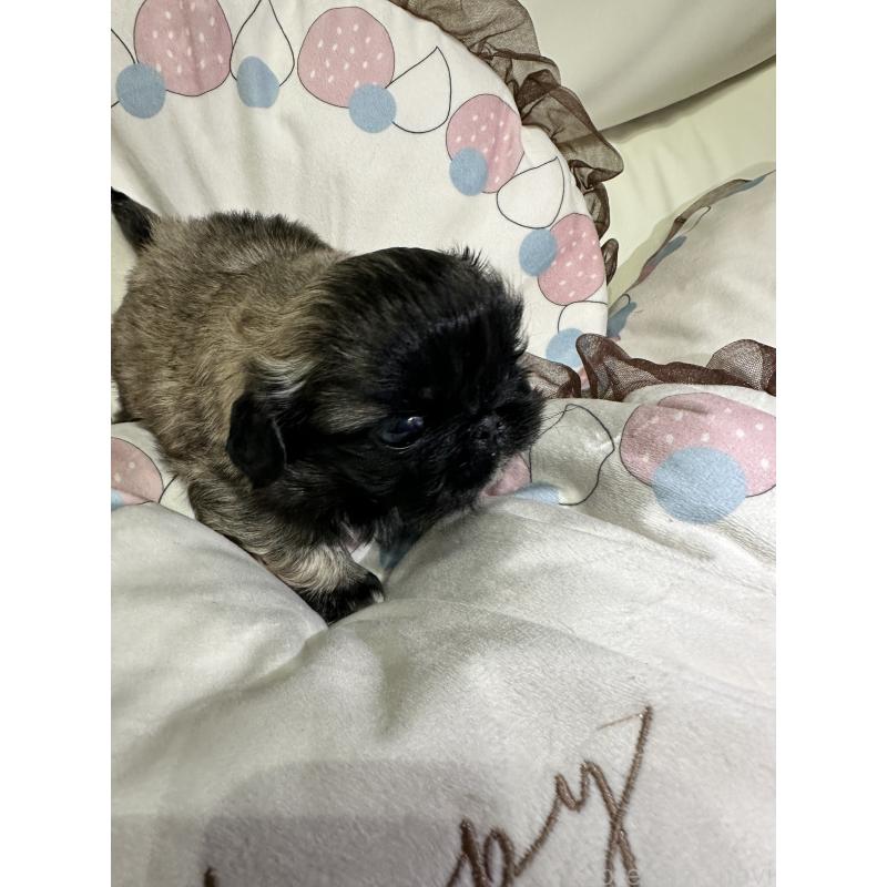 販売中の岡山県のペキニーズ-434277の8枚目