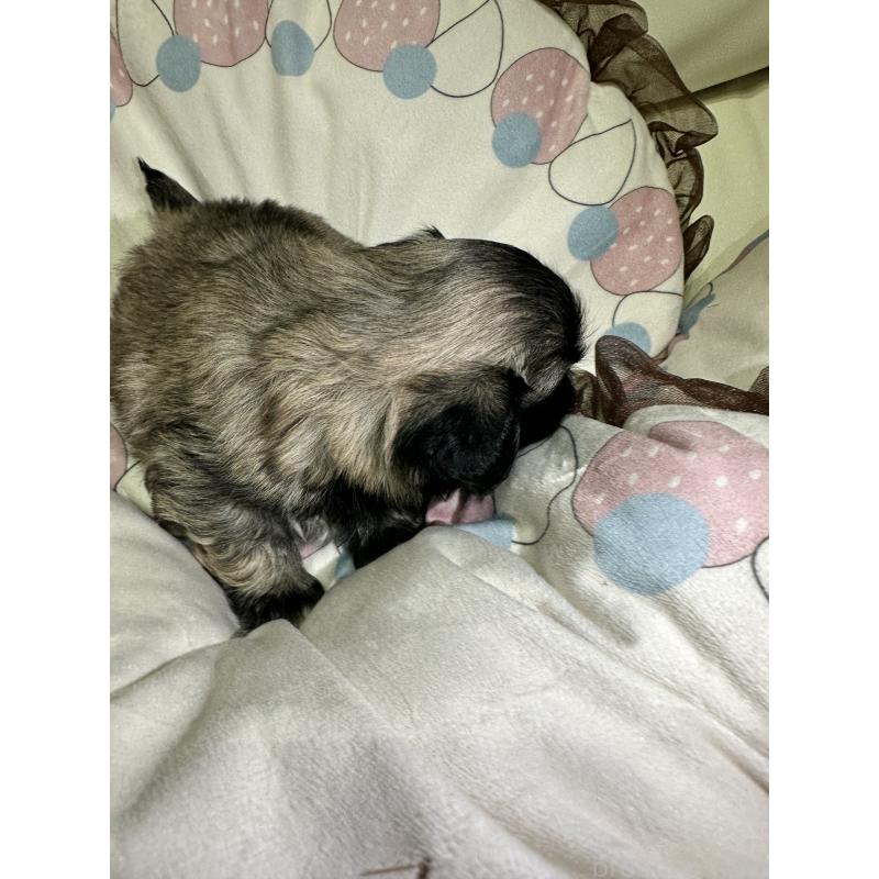 販売中の岡山県のペキニーズ-434277の7枚目