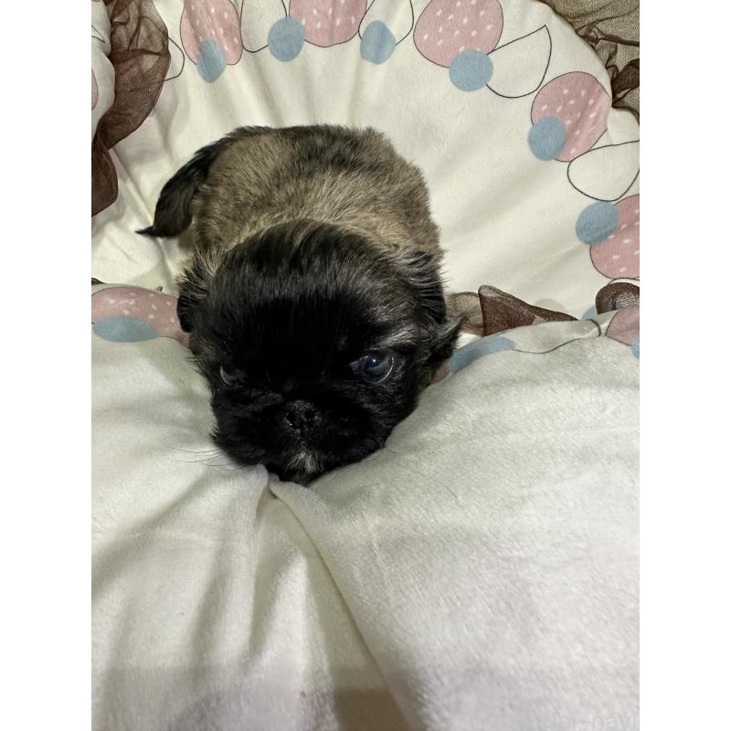 販売中の岡山県のペキニーズ-434277の6枚目