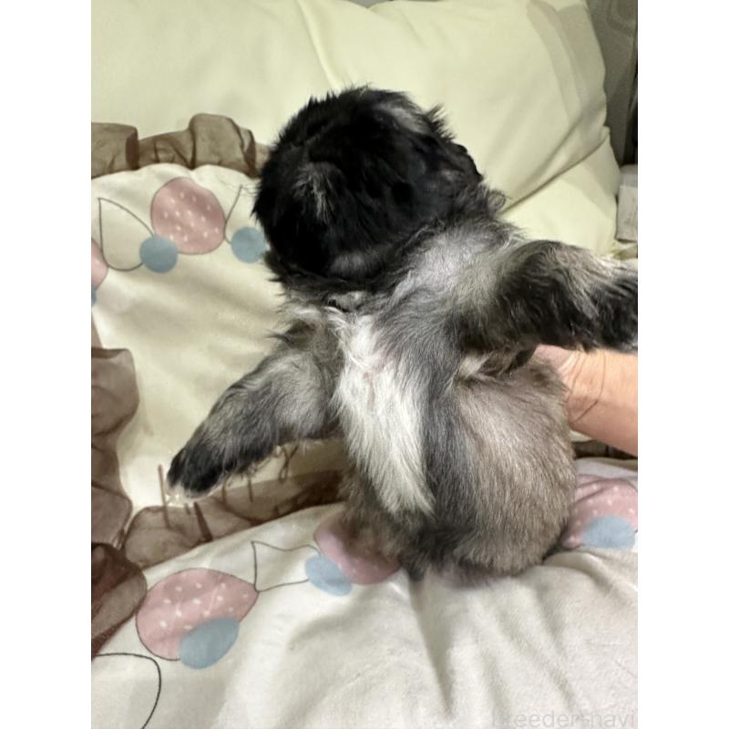 販売中の岡山県のペキニーズ-434277の5枚目