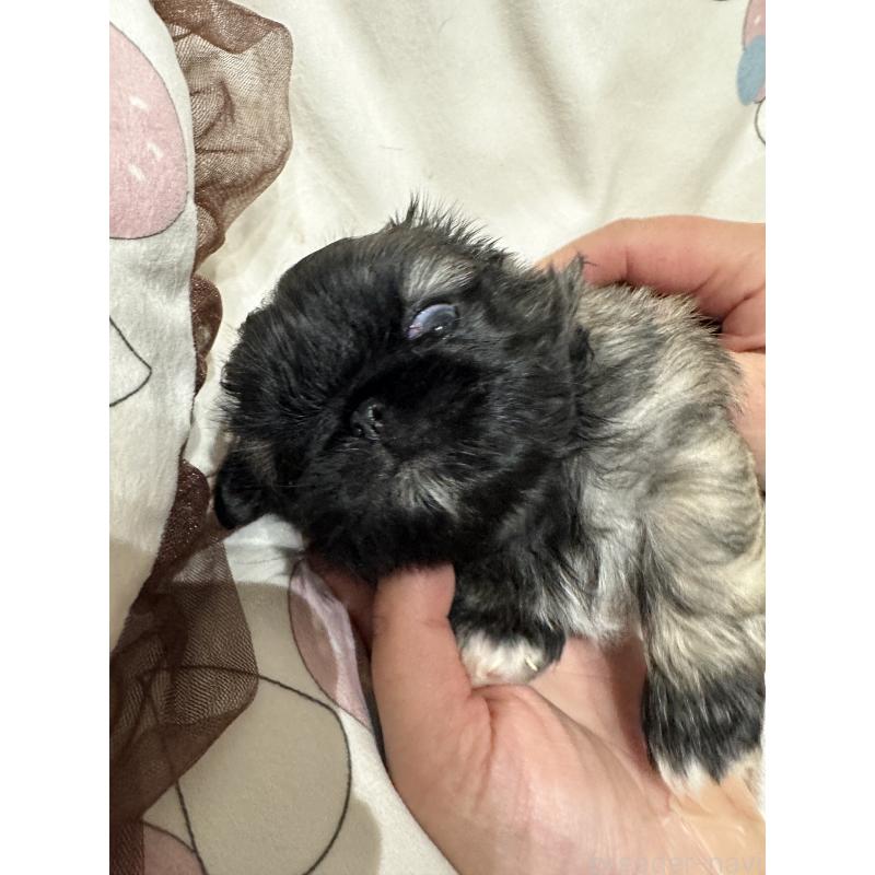 販売中の岡山県のペキニーズ-434277の4枚目