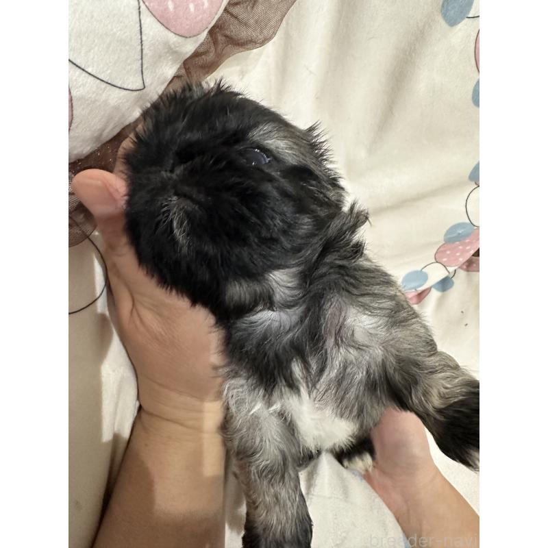 販売中の岡山県のペキニーズ-434277の3枚目