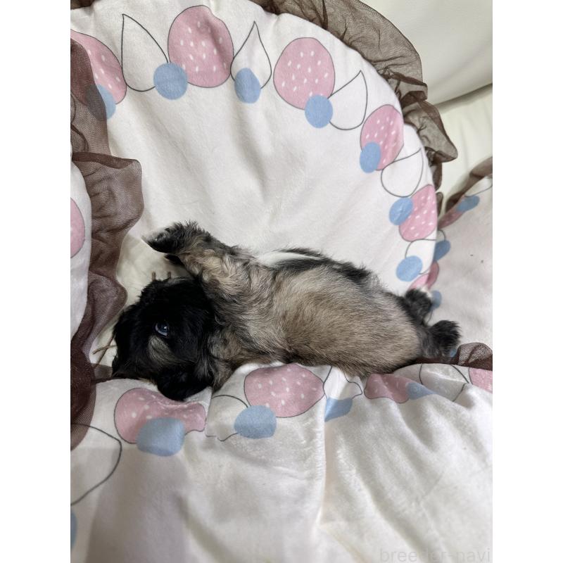 販売中の岡山県のペキニーズ-434277の2枚目