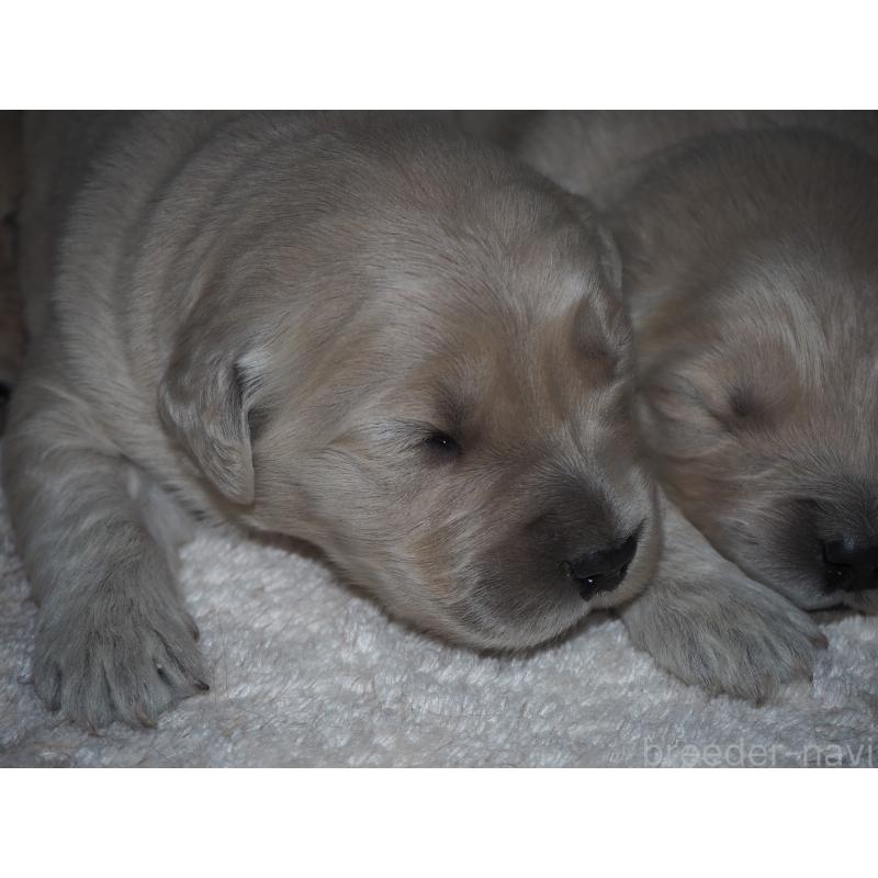 商談中の山梨県のゴールデンレトリーバー-431953の28枚目