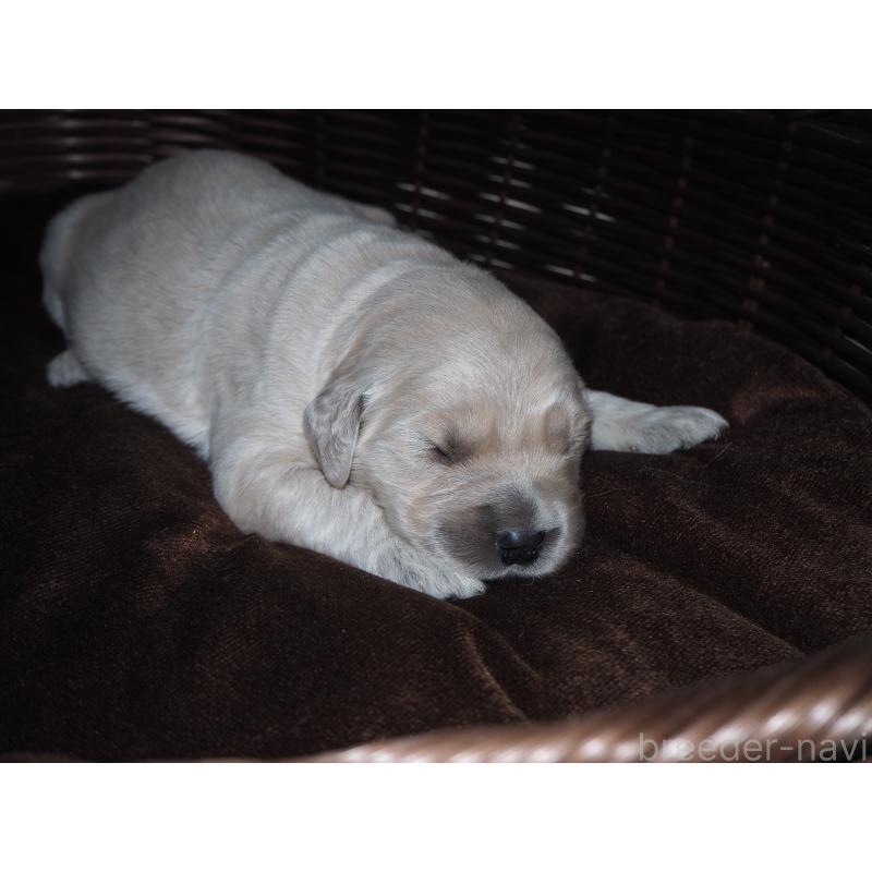 商談中の山梨県のゴールデンレトリーバー-431953の27枚目