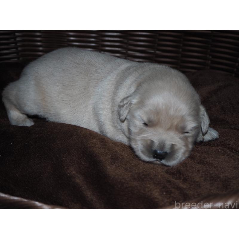 商談中の山梨県のゴールデンレトリーバー-431953の26枚目