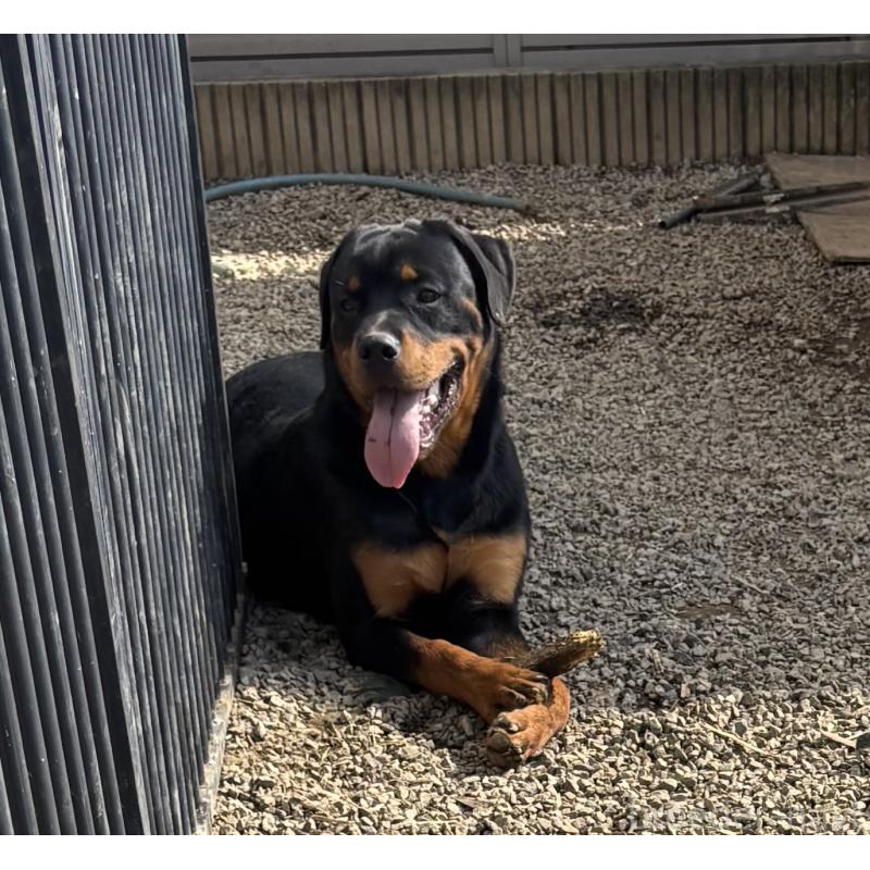 販売中の埼玉県のロットワイラー-384558