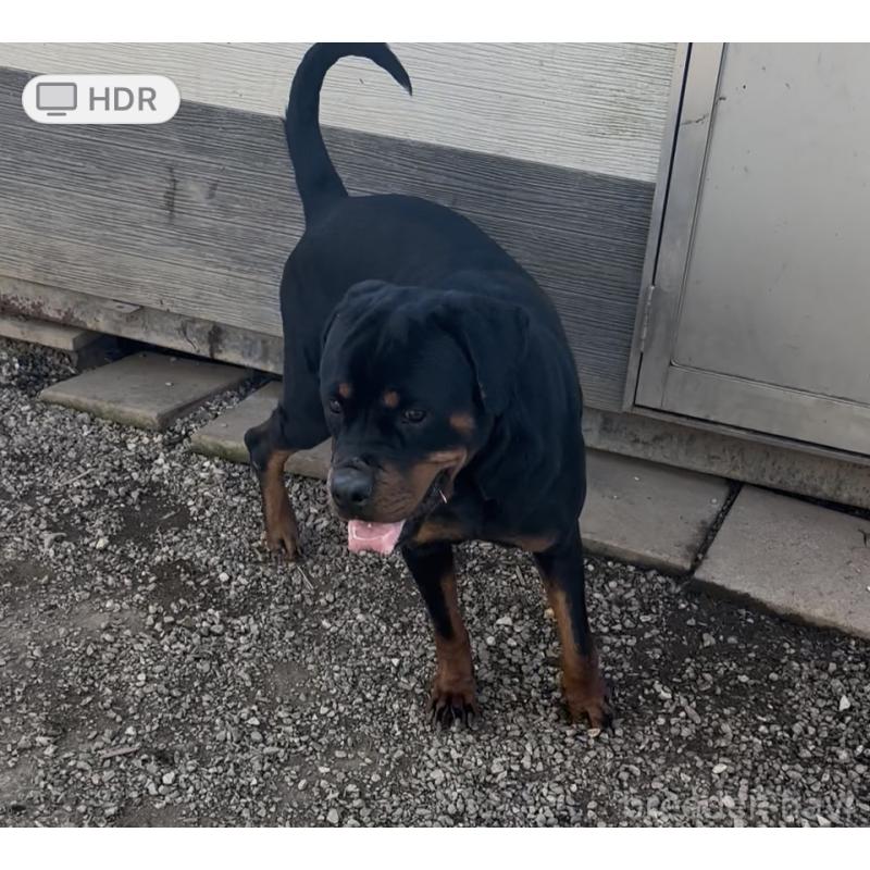 販売中の埼玉県のロットワイラー-384558の4枚目