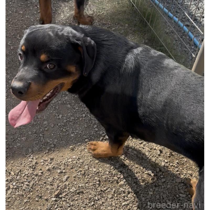 販売中の埼玉県のロットワイラー-384558の3枚目