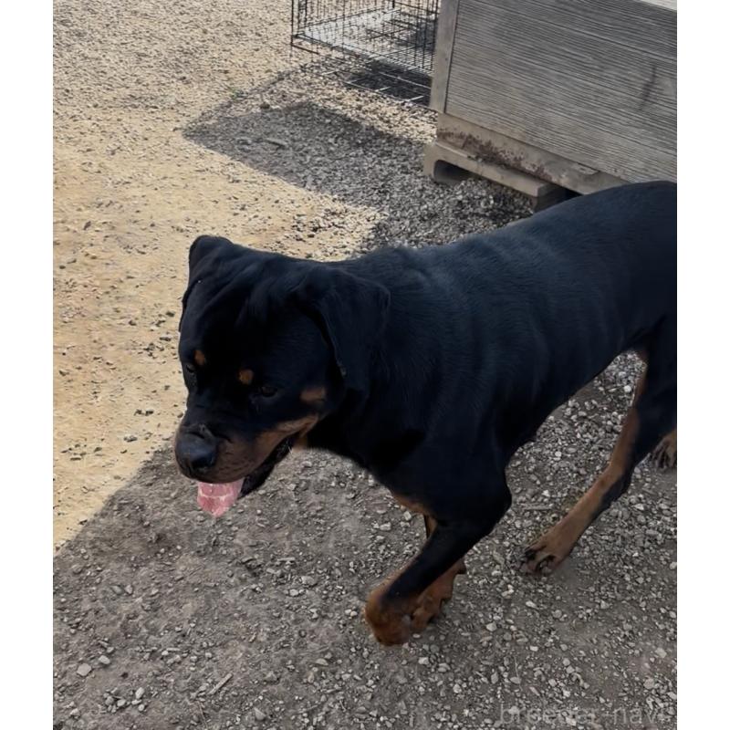 販売中の埼玉県のロットワイラー-384558の2枚目