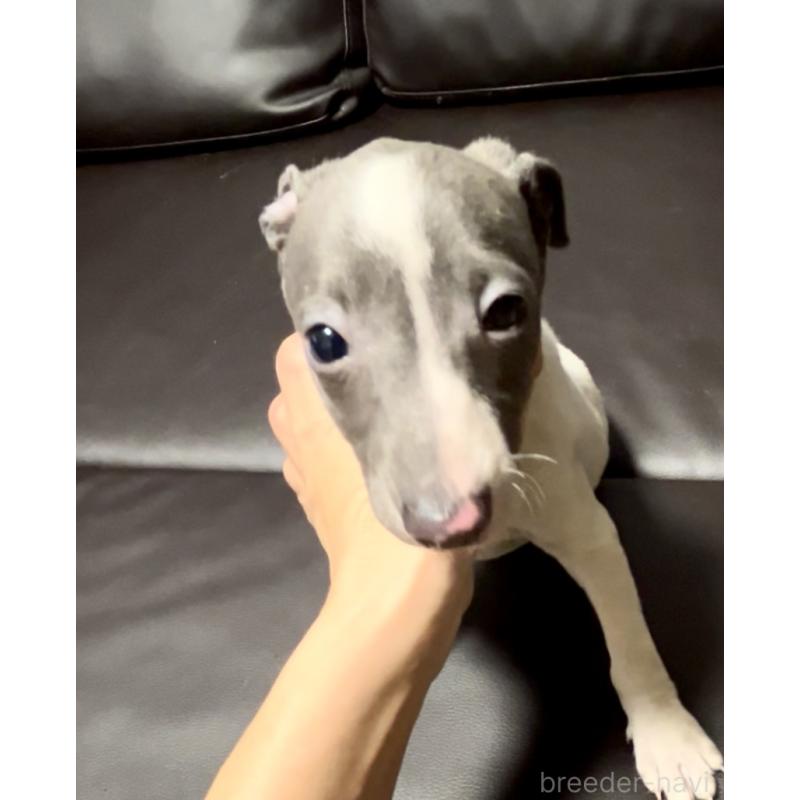 販売中の奈良県のイタリアングレーハウンド(イタグレ)-434281の1枚目