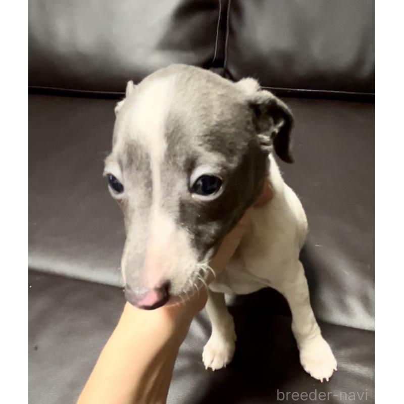 販売中の奈良県のイタリアングレーハウンド(イタグレ)-434281の4枚目