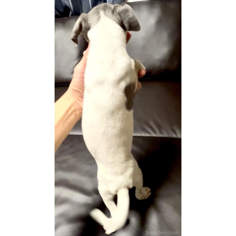 販売中の奈良県のイタリアングレーハウンド(イタグレ)-434281の2枚目