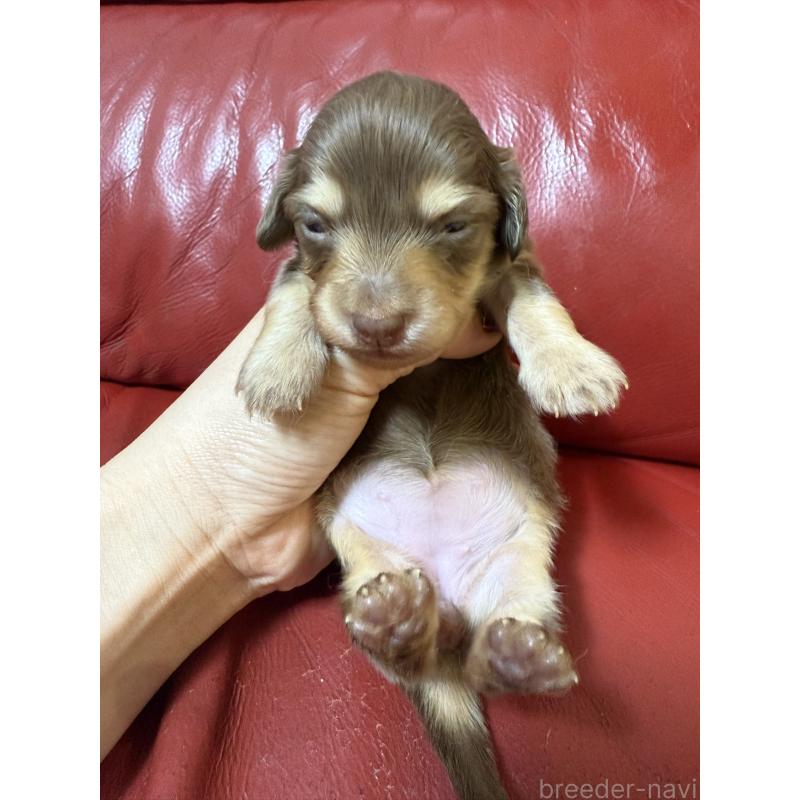 販売中の岡山県のミニチュアダックスフンド(ロングヘアード)-434282の6枚目