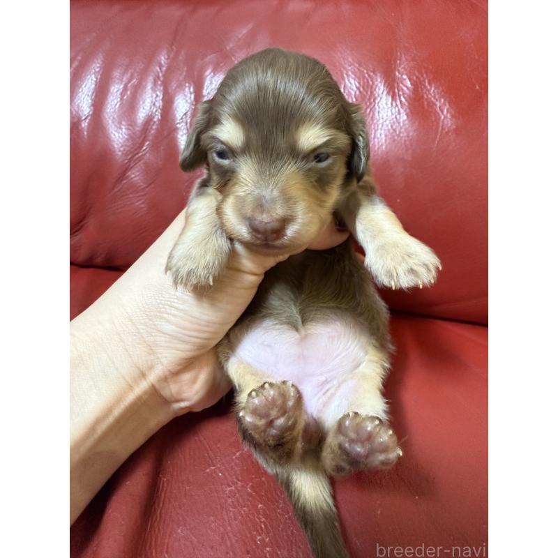 販売中の岡山県のミニチュアダックスフンド(ロングヘアード)-434282の5枚目