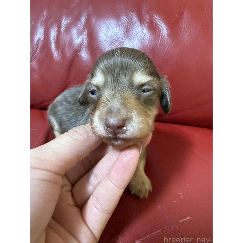 販売中の岡山県のミニチュアダックスフンド(ロングヘアード)-434282の2枚目