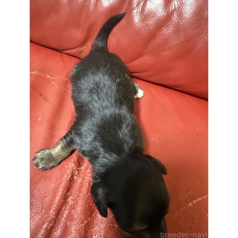 販売中の岡山県のミニチュアダックスフンド(ロングヘアード)-434283の6枚目