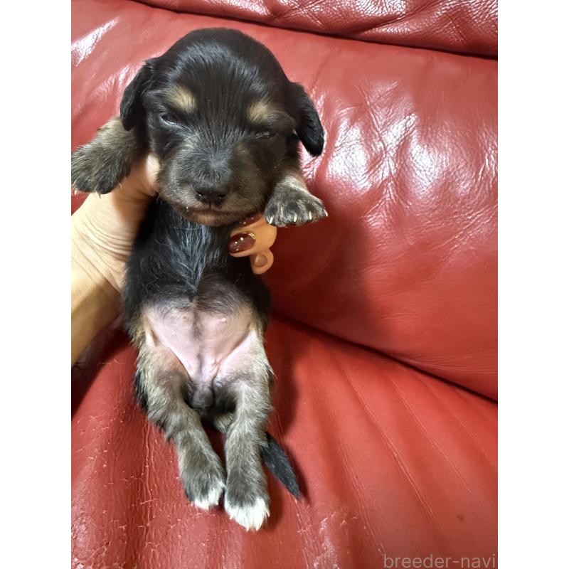 販売中の岡山県のミニチュアダックスフンド(ロングヘアード)-434283の5枚目