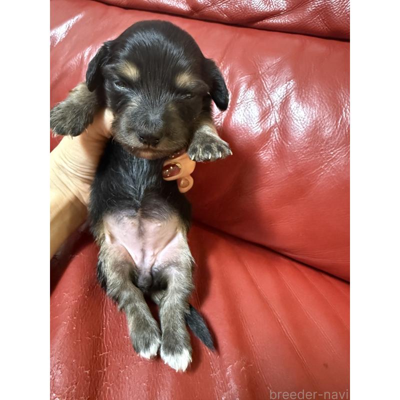 販売中の岡山県のミニチュアダックスフンド(ロングヘアード)-434283の4枚目