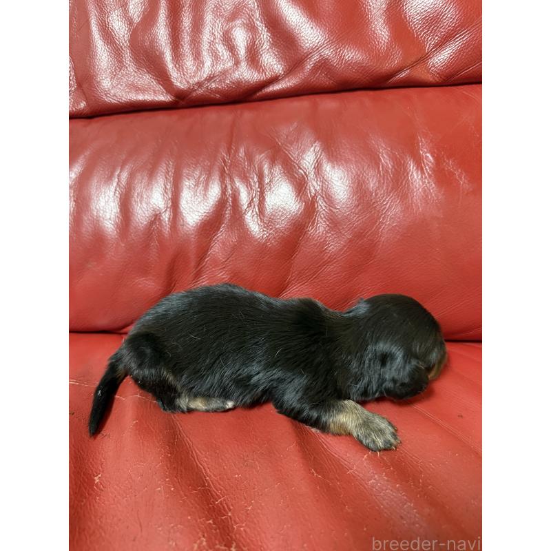 販売中の岡山県のミニチュアダックスフンド(ロングヘアード)-434283の3枚目