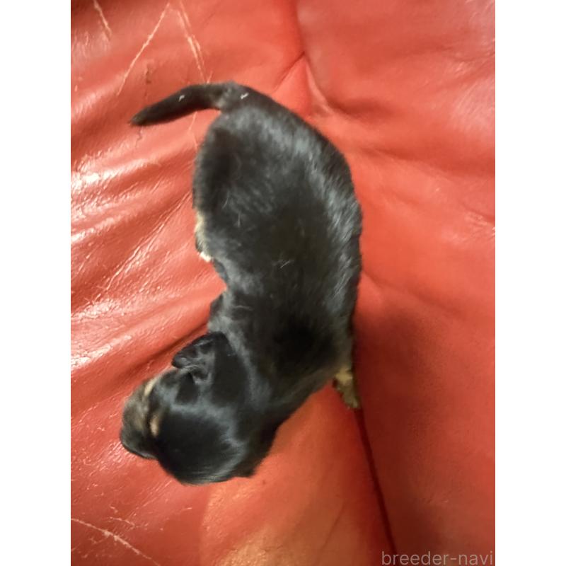 販売中の岡山県のミニチュアダックスフンド(ロングヘアード)-434283の2枚目