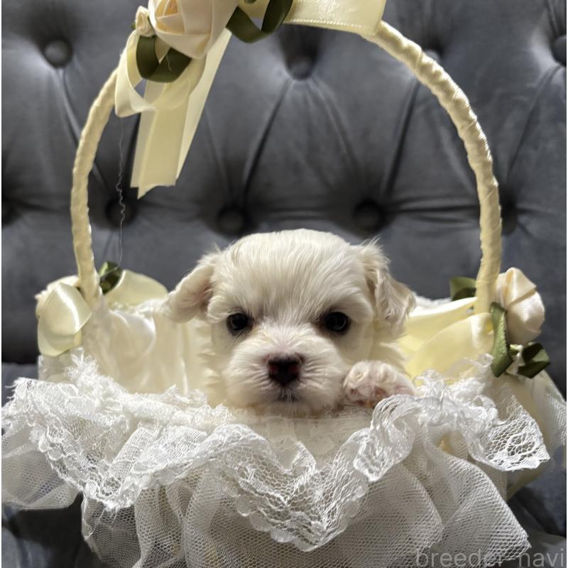 販売中の鹿児島県のミックス犬-434284の7枚目