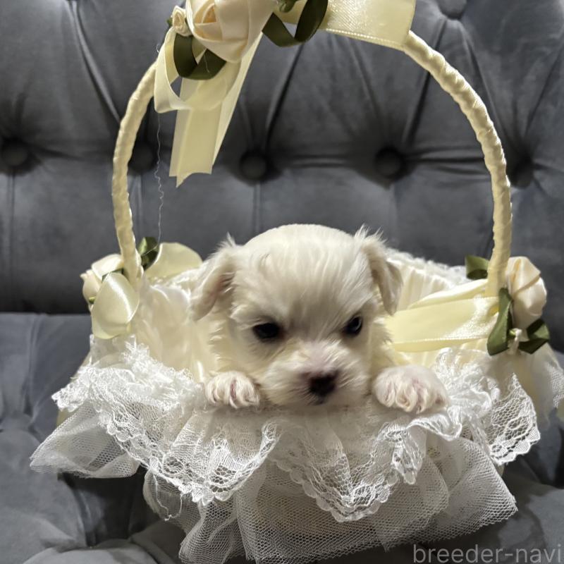 販売中の鹿児島県のミックス犬-434284の6枚目