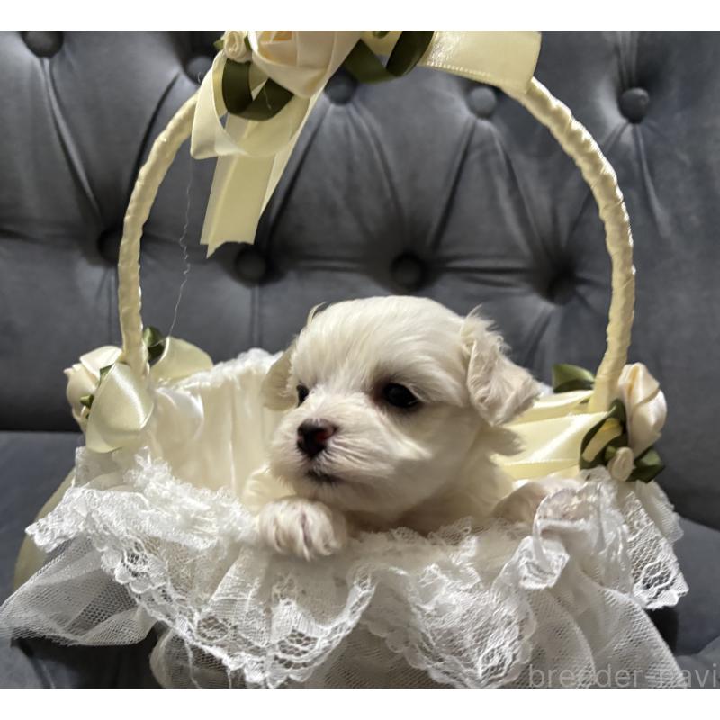 販売中の鹿児島県のミックス犬-434284の5枚目