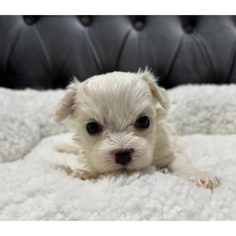 販売中の鹿児島県のミックス犬-434284の4枚目