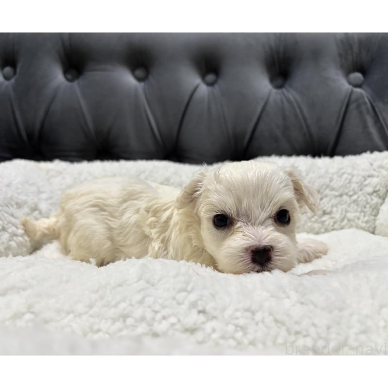 販売中の鹿児島県のミックス犬-434284の3枚目