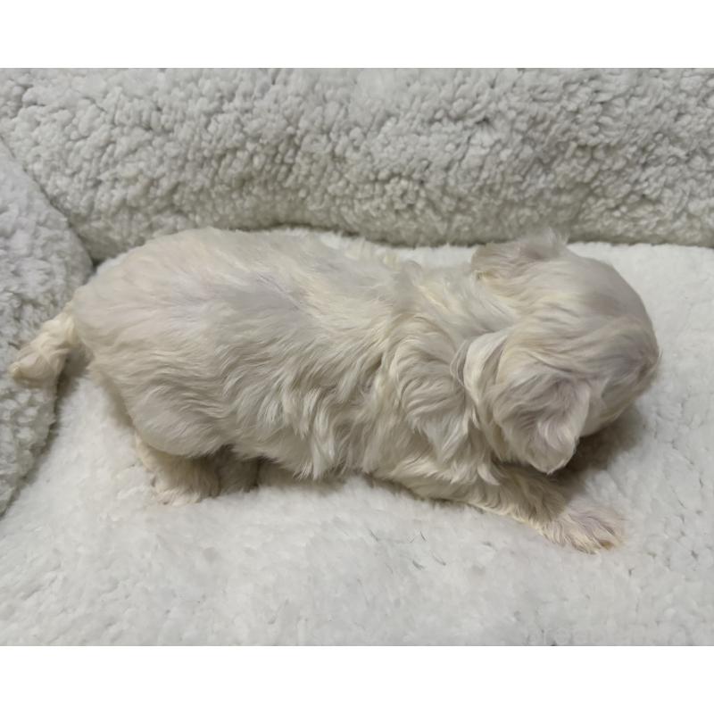 販売中の鹿児島県のミックス犬-434284の2枚目